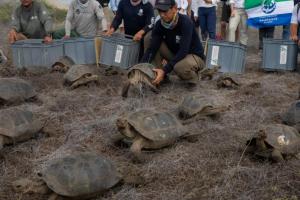 Después de 175 años, las tortugas gigantes de Galápagos regresan a casa, al archipiélago donde estuvo Darwin